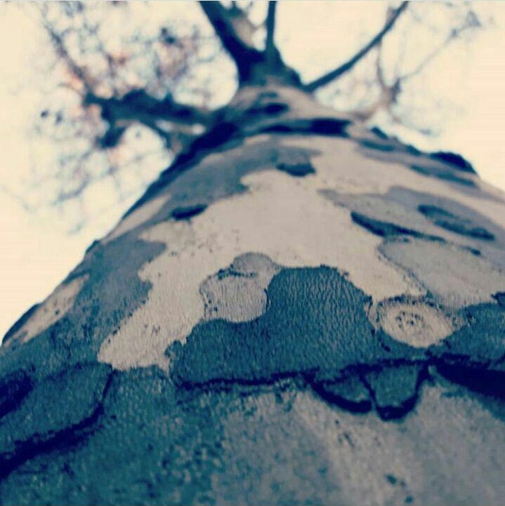 Árbol visto desde la base hacia las ramas