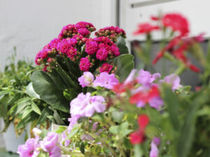 Imagen de flores Zeine